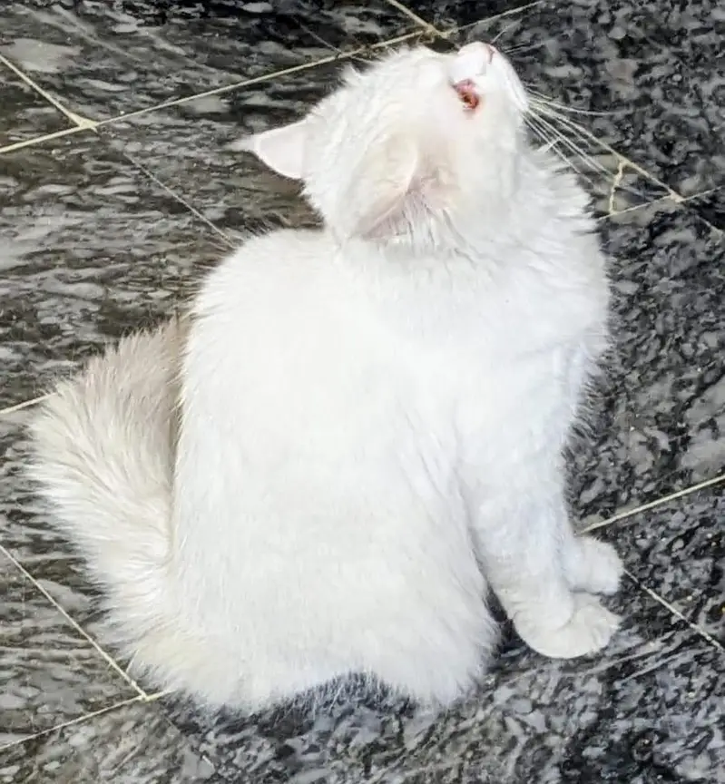 Persian white cat — photo 5
