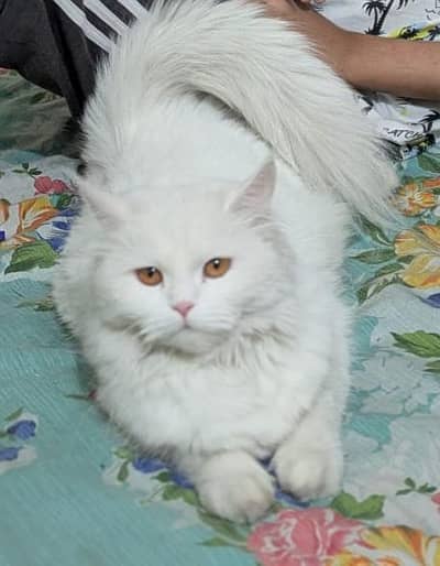 Persian white cat