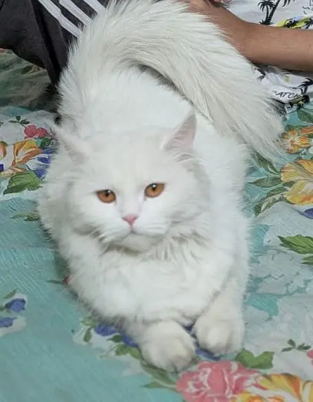 Persian white cat — photo 6