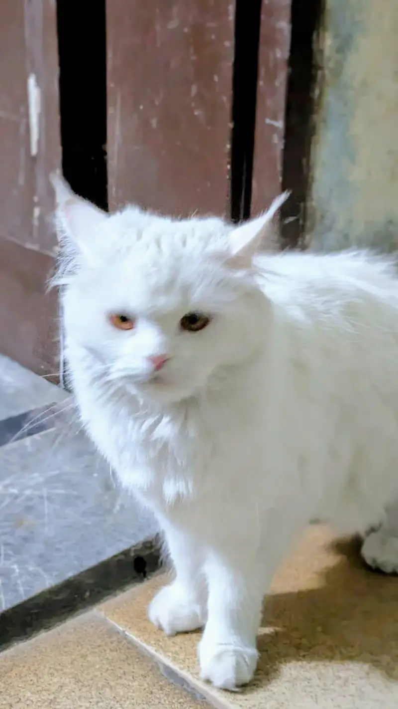 Persian white cat — photo 7