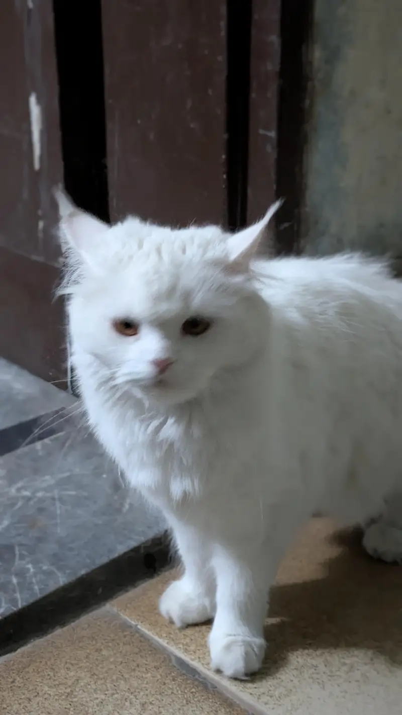 Persian white cat — photo 8