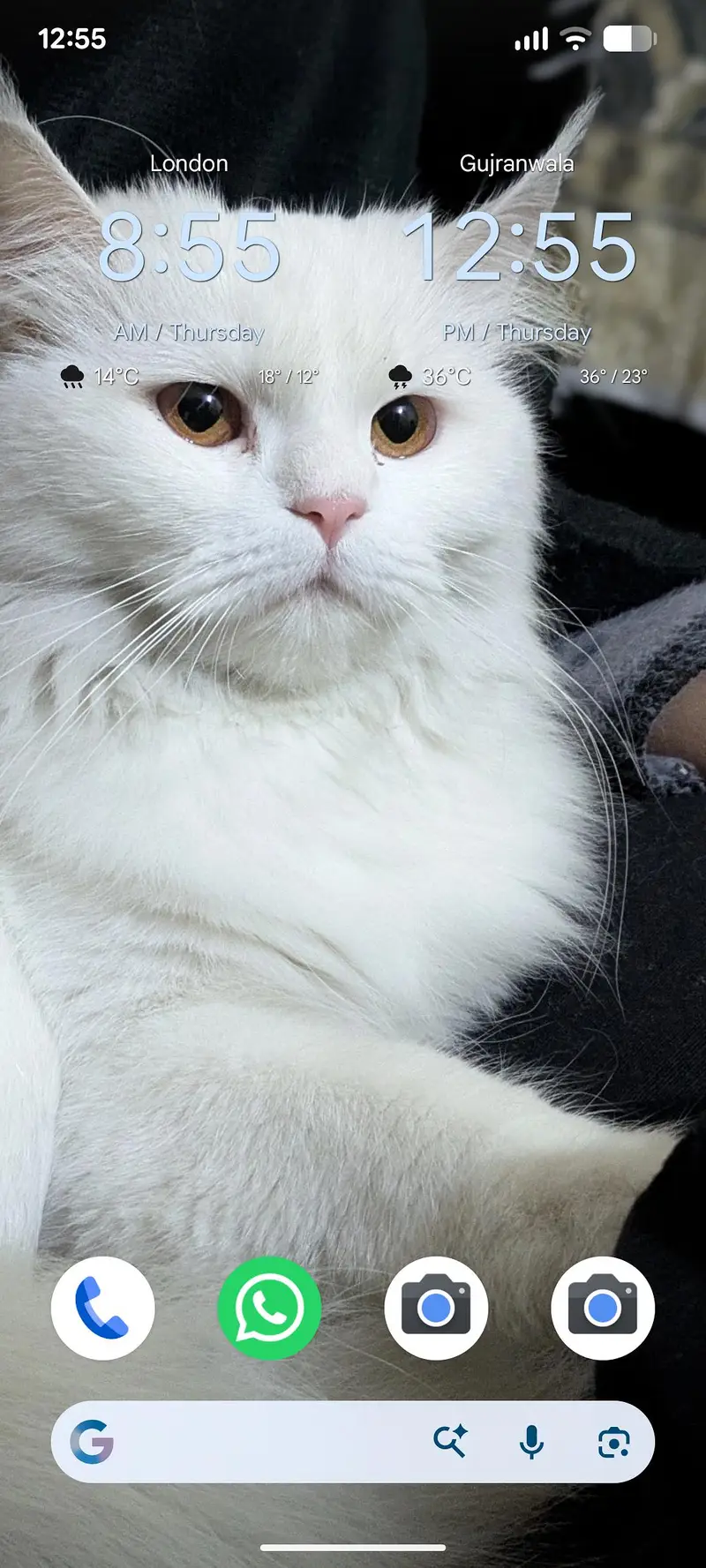 Persian white cat — photo 9