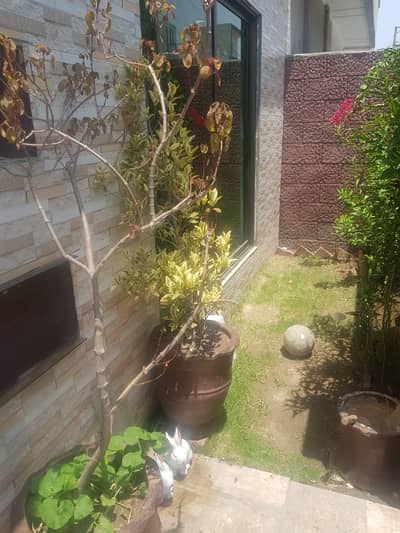 5 Marla Beautiful House For Rent In Dream Avenue Lahore