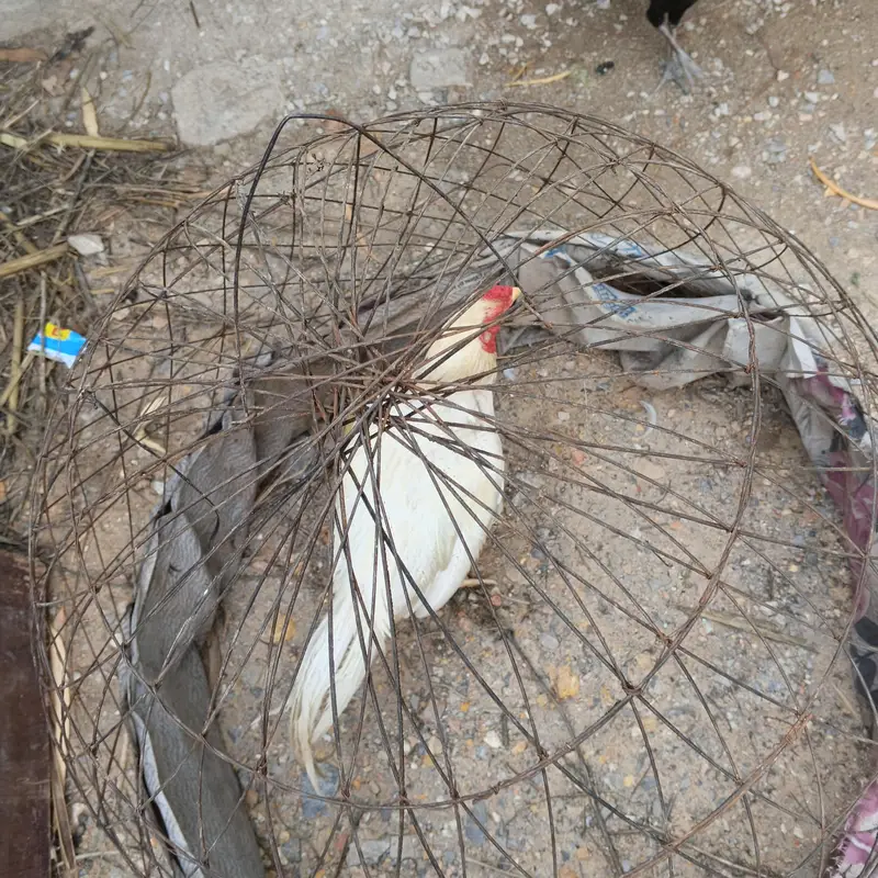 Heera aseel qureezz ma ha — photo 2