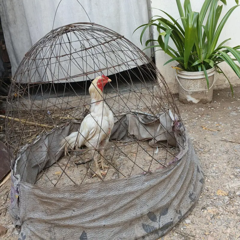 Heera aseel qureezz ma ha — photo 3