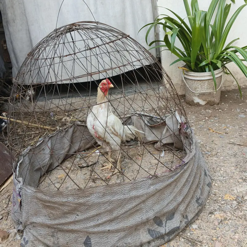 Heera aseel qureezz ma ha — photo 6