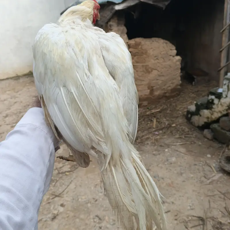 Heera aseel qureezz ma ha — photo 7
