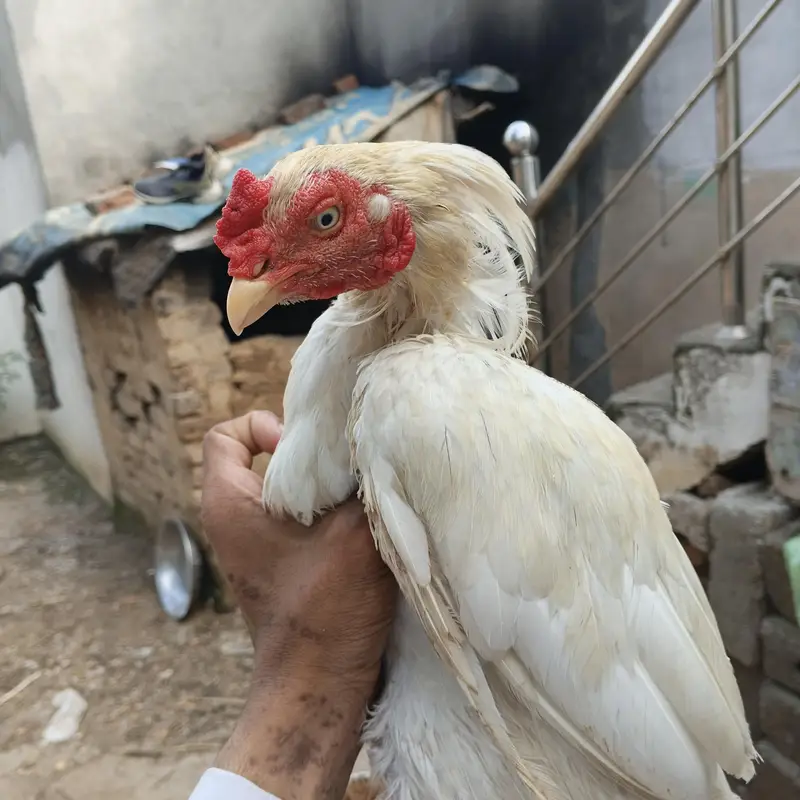 Heera aseel qureezz ma ha — photo 8