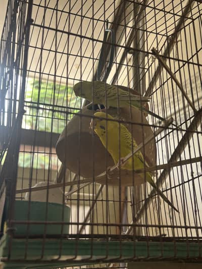 Australian parrot red eye with cage