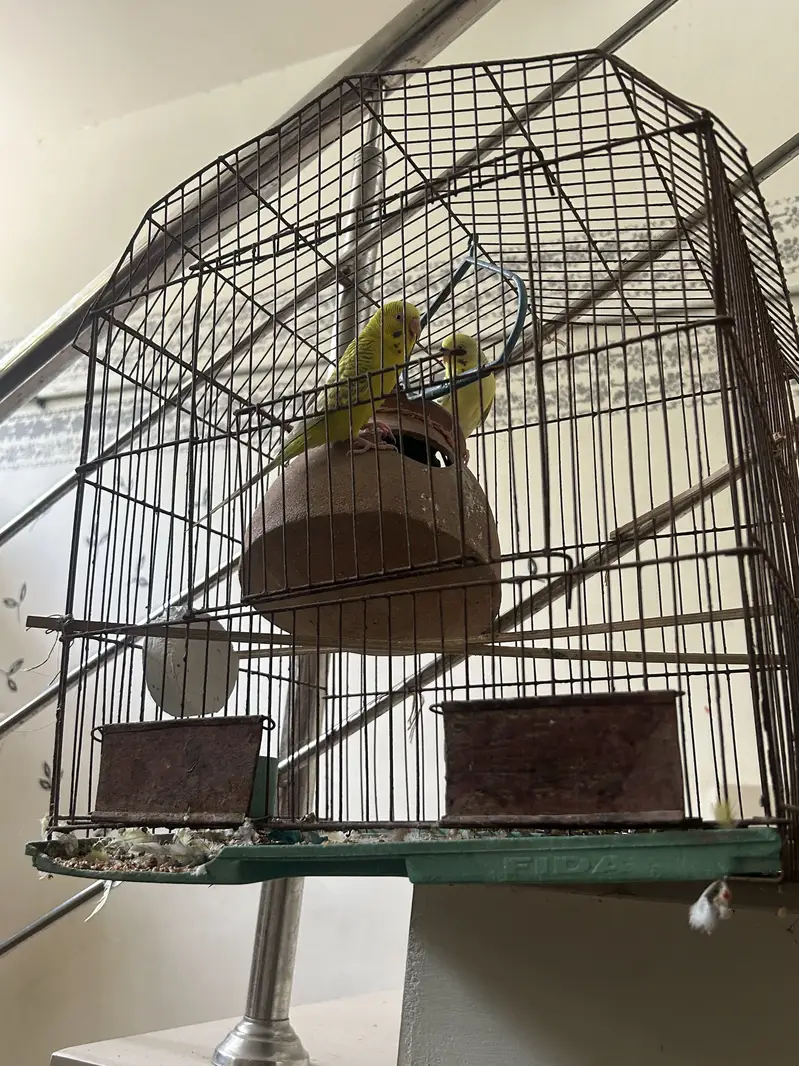 Australian parrot red eye with cage — photo 2