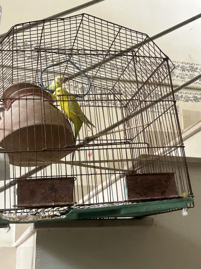 Australian parrot red eye with cage — photo 3