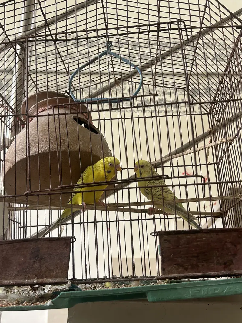 Australian parrot red eye with cage — photo 4