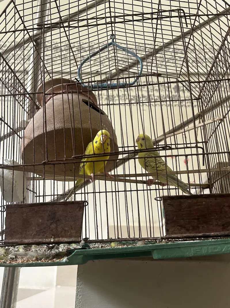 Australian parrot red eye with cage — photo 5