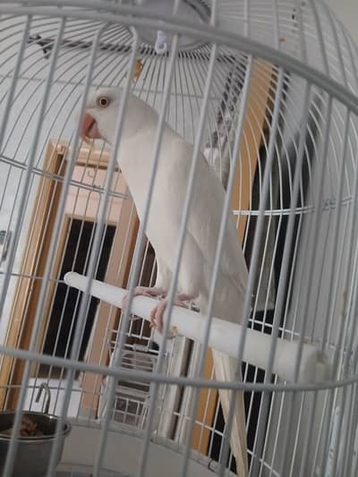 white parret with cage arjent sale 0 3 4 5 3 1 9 8 7 6 0