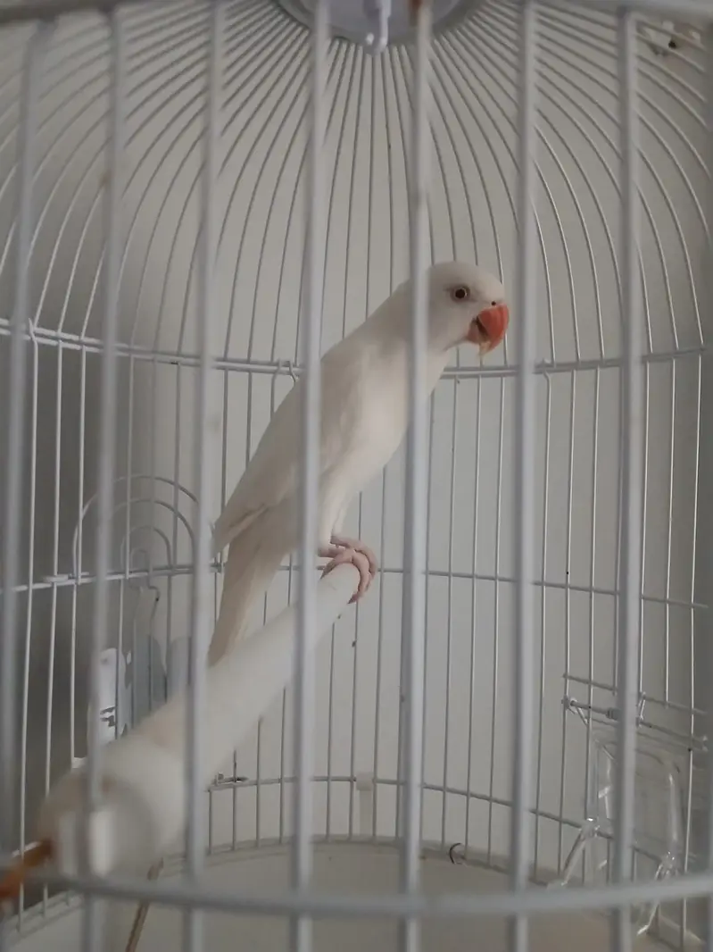 white parret with cage arjent sale 0 3 4 5 3 1 9 8 7 6 0 — photo 2