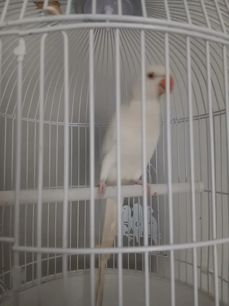 white parret with cage arjent sale 0 3 4 5 3 1 9 8 7 6 0 — photo 3