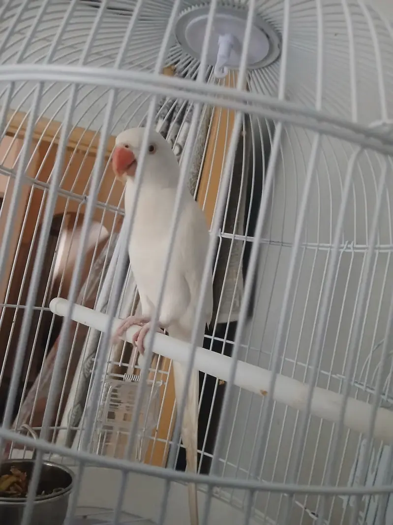 white parret with cage arjent sale 0 3 4 5 3 1 9 8 7 6 0 — photo 4