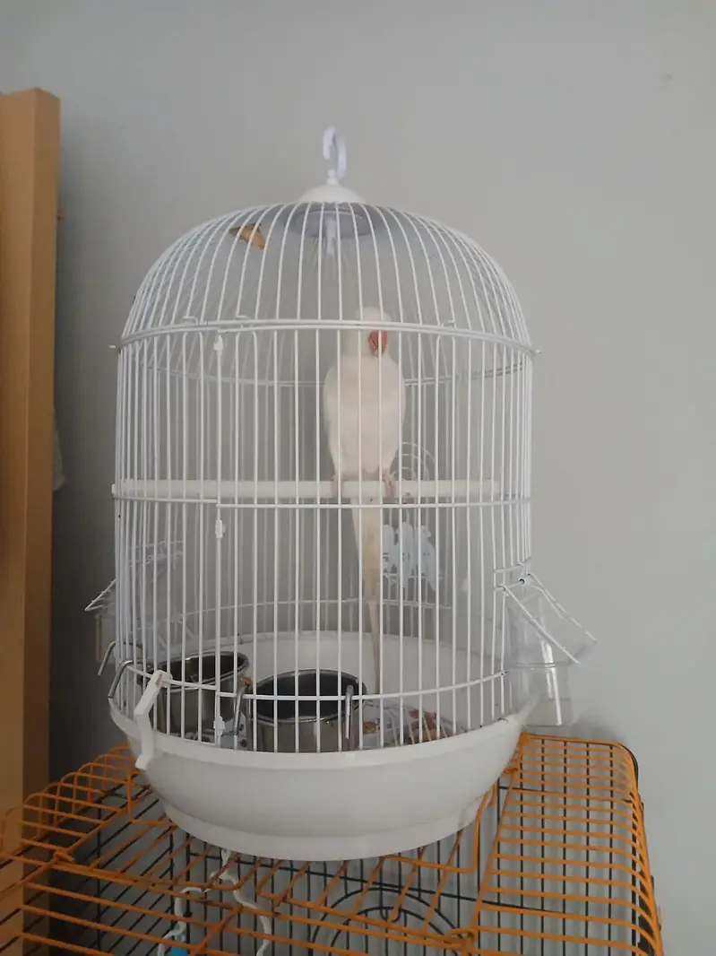 white parret with cage arjent sale 0 3 4 5 3 1 9 8 7 6 0 — photo 5