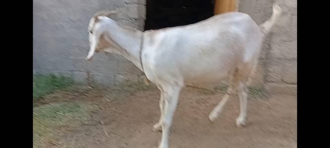 desi phat 2nd timer beautiful  4',,,3days ki gaban