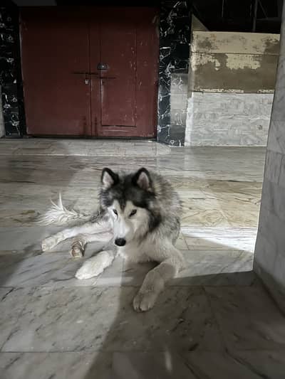 Husky dog for sell