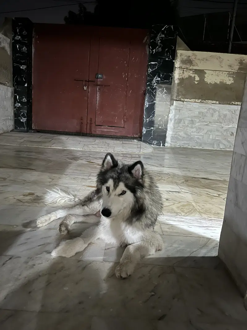 Husky dog for sell — photo 2