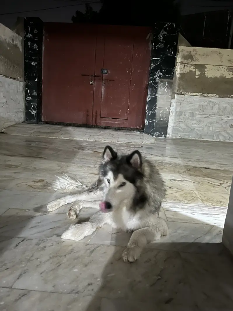 Husky dog for sell — photo 3