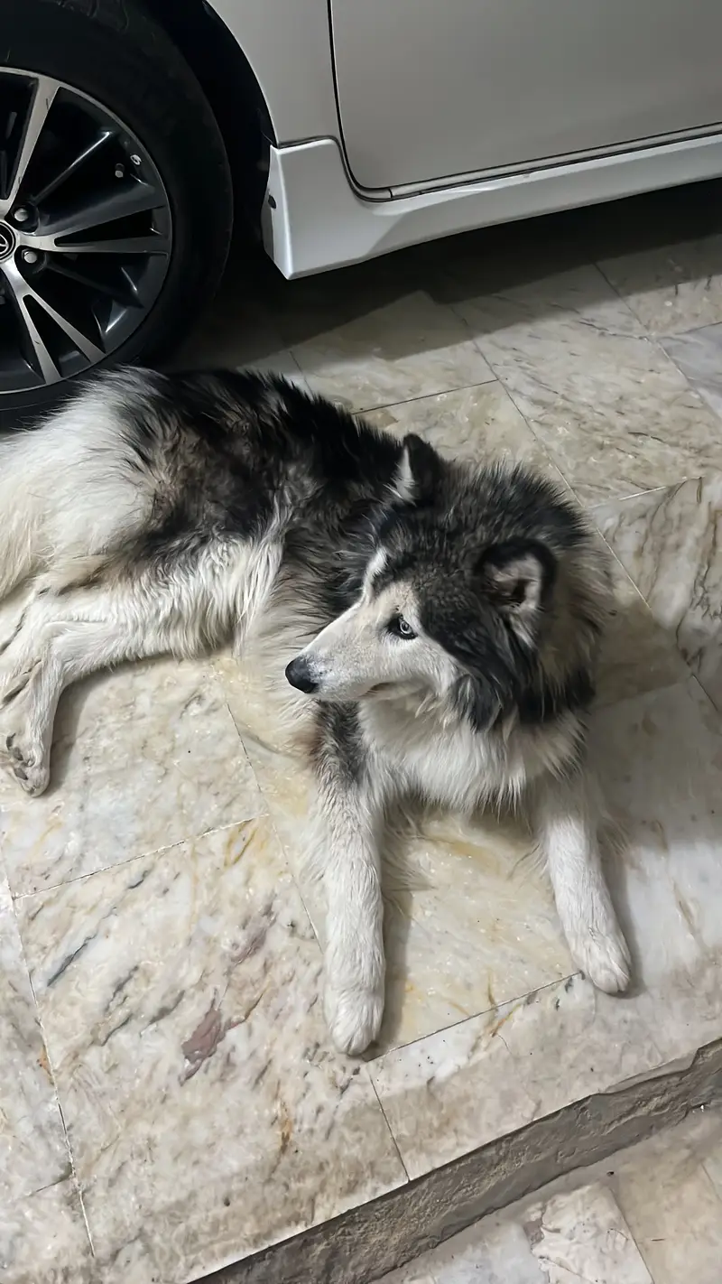 Husky dog for sell — photo 4