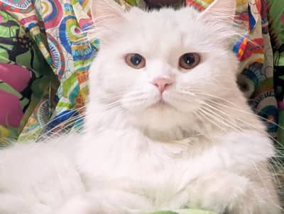 Persian white cat