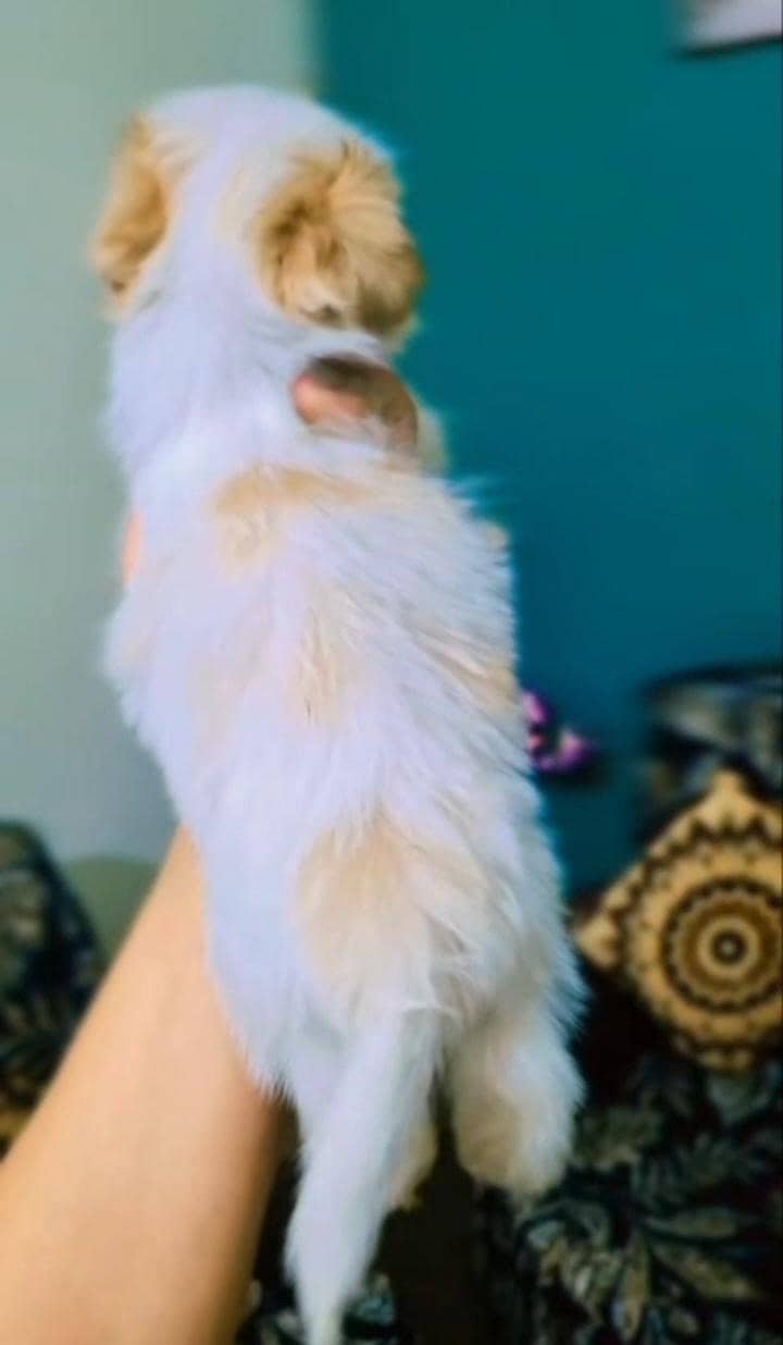 shetzuu 1