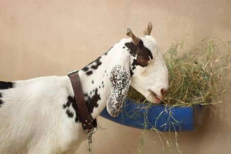 Gabban pateri bakri