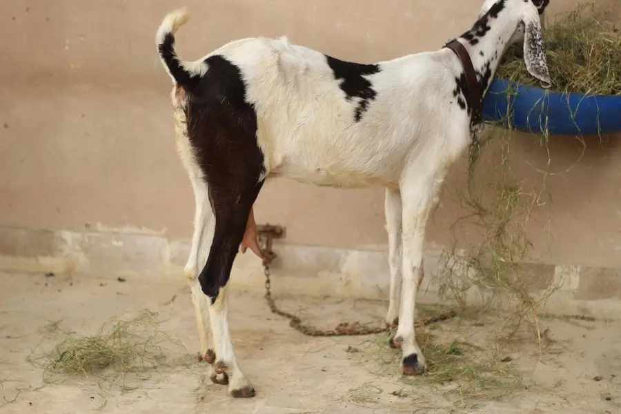 Gabban pateri bakri — photo 2