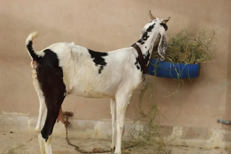Gabban pateri bakri — photo 3