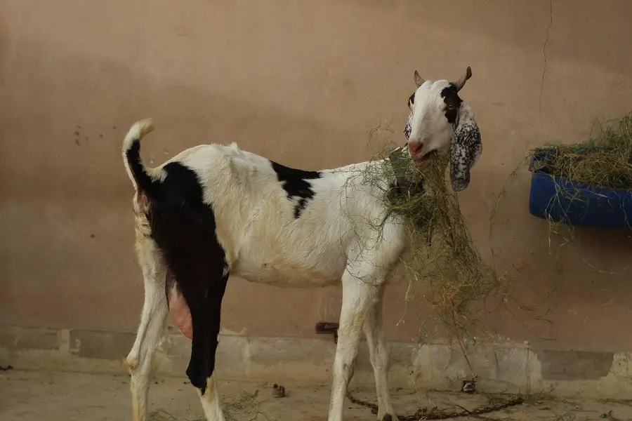 Gabban pateri bakri — photo 4