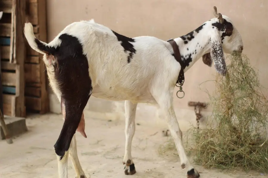 Gabban pateri bakri — photo 5