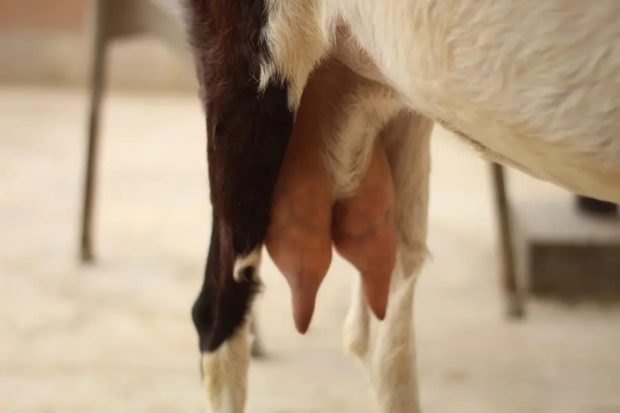 Gabban pateri bakri — photo 6