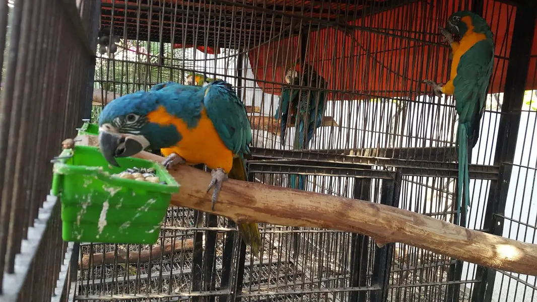 blue Macaw parrot for sale0346%2738%809 — photo 2