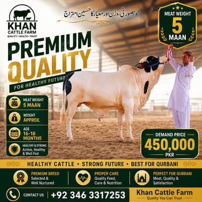 bull | bachra | Qurbani 2027 | ablak | Cholistani | Palai Services