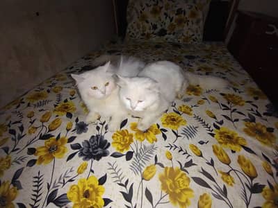 White Persian Cat Pair for Sale  Healthy Persian Cat Pair