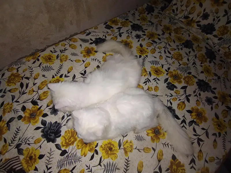 White Persian Cat Pair for Sale  Healthy Persian Cat Pair — photo 2