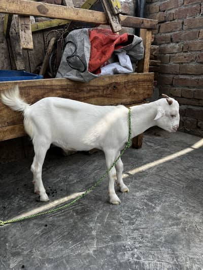 Zero Size Teda