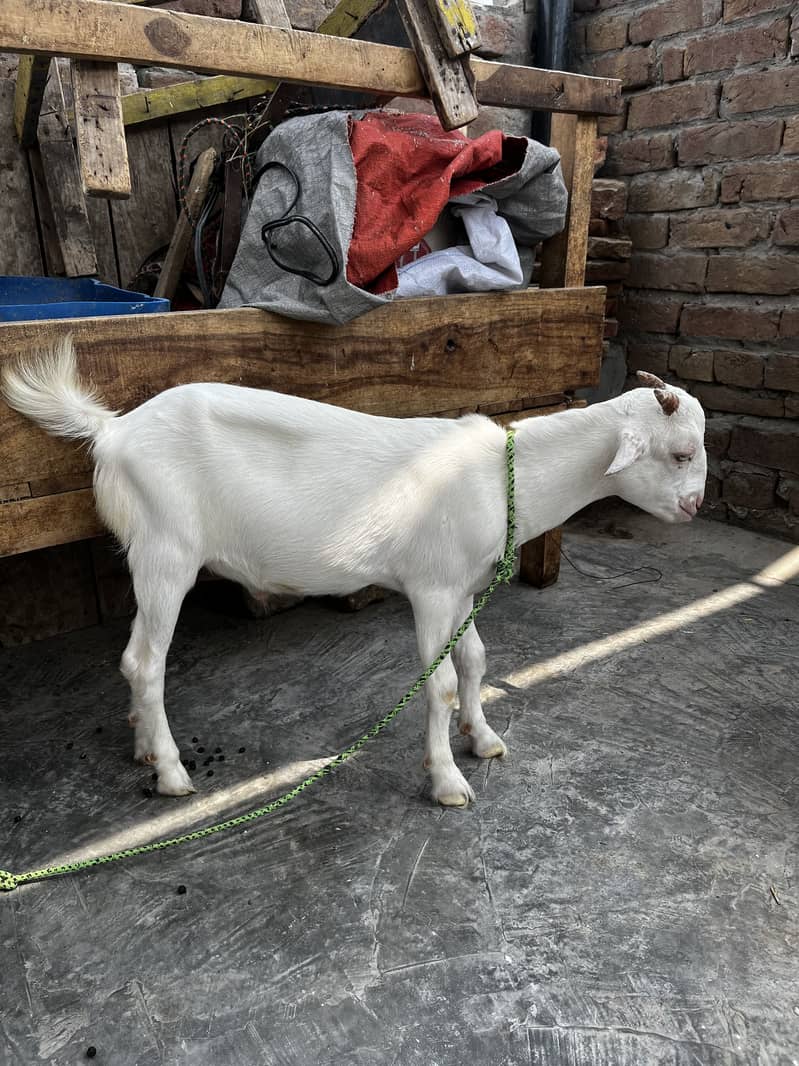 Zero Size Teda 0