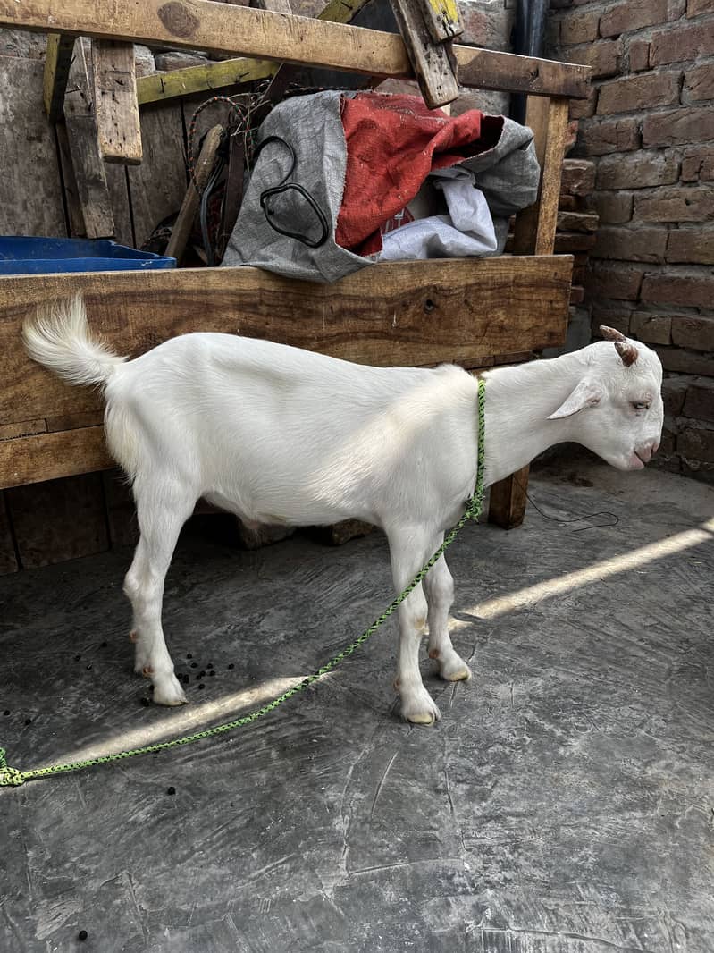 Zero Size Teda 1