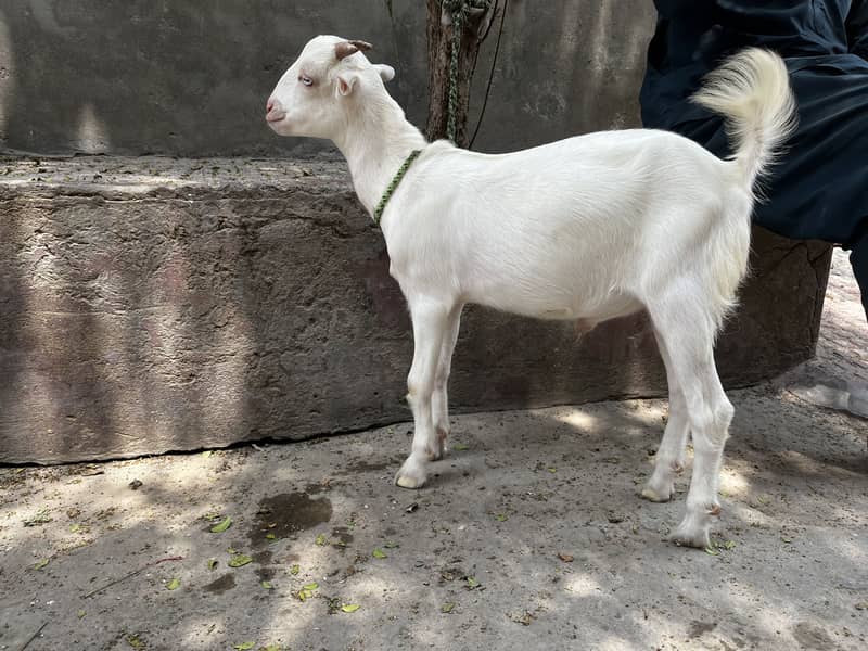 Zero Size Teda 2