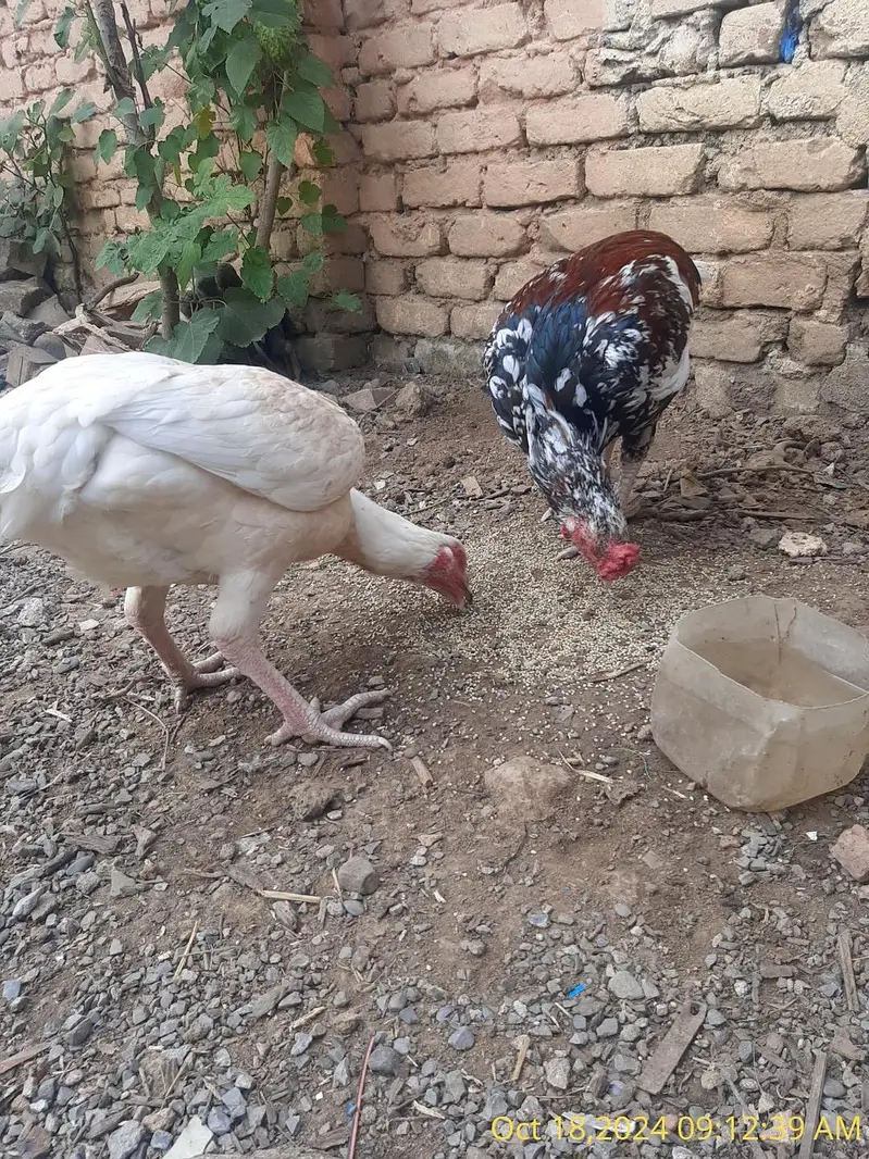 Aseel Breeder Male For Sale — photo 3