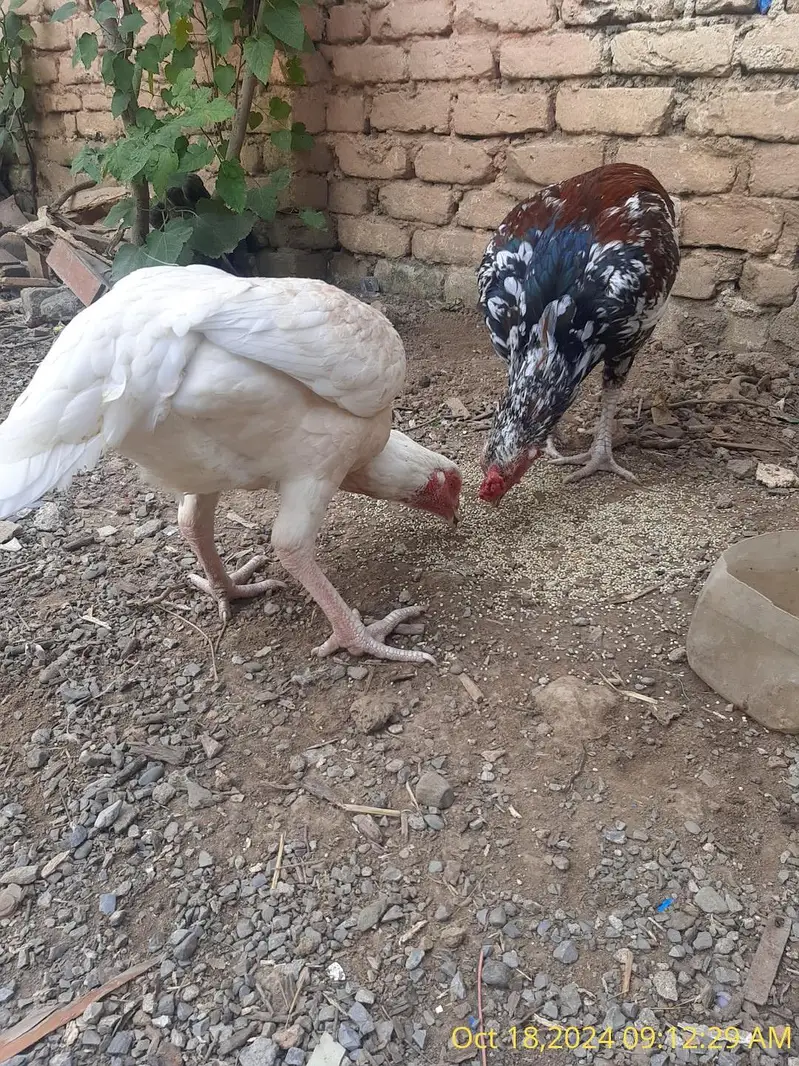Aseel Breeder Male For Sale — photo 4