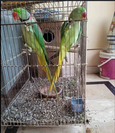 breading pair