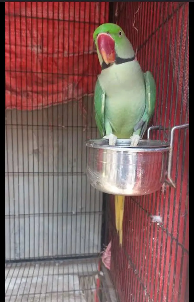 breading pair — photo 2