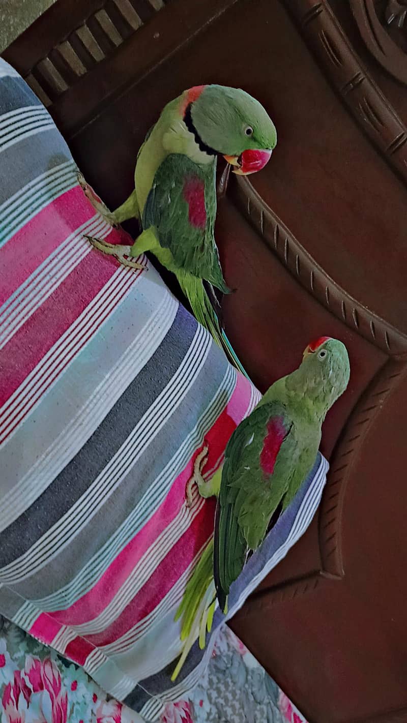 breading pair 5