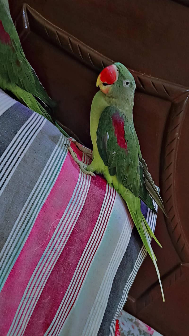 breading pair 6