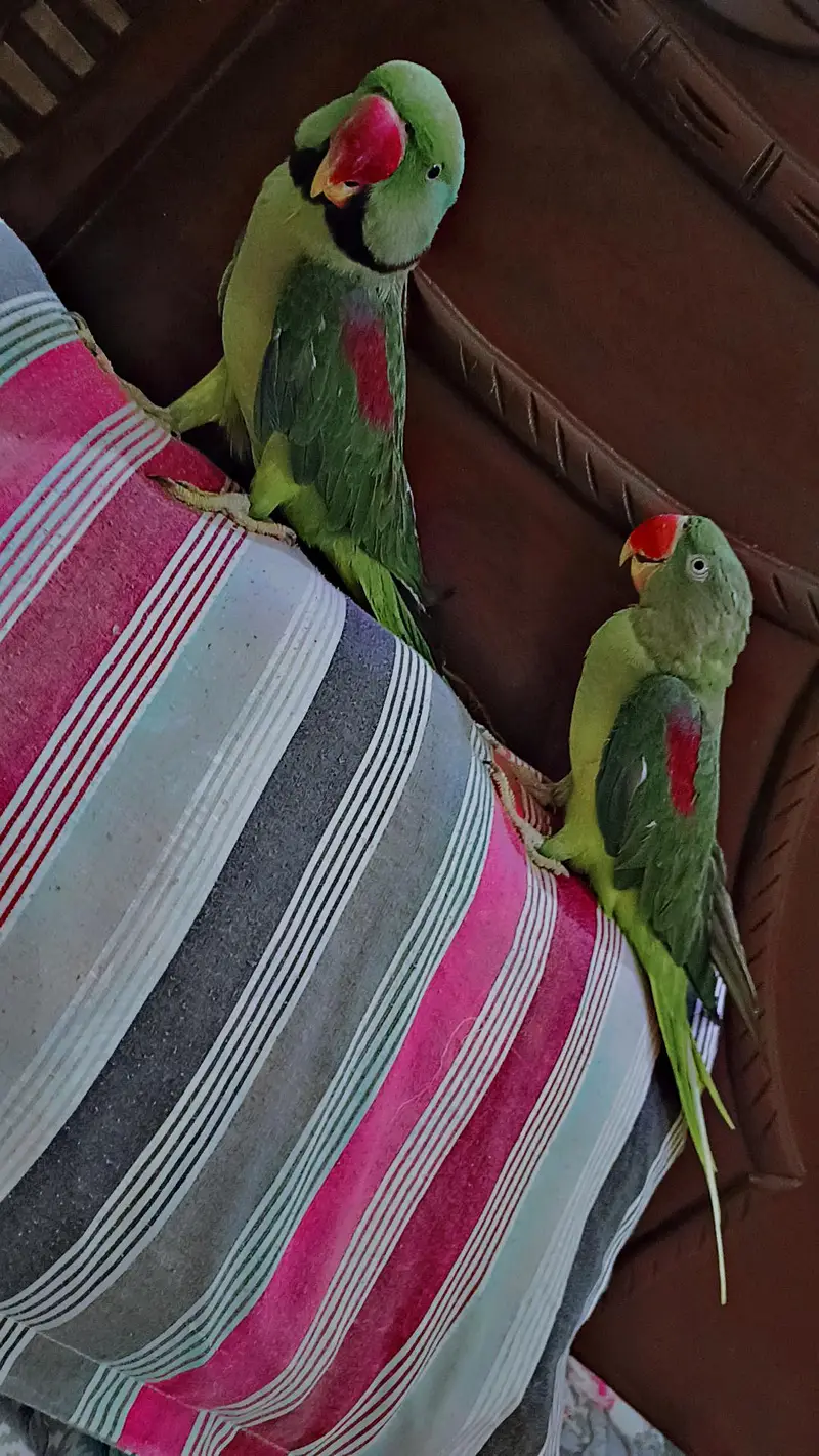 breading pair — photo 8